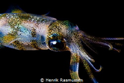 squid at nightdive by Henrik Rasmussen 